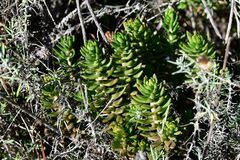 Petrosedum sediforme