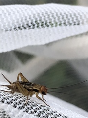 Allonemobius tinnulus