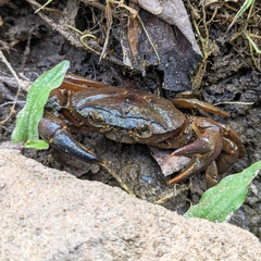 Barytelphusa cunicularis