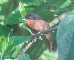 Phacellodomus ferrugineigula