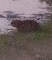 Myocastor coypus