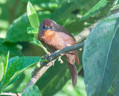 Phacellodomus ferrugineigula
