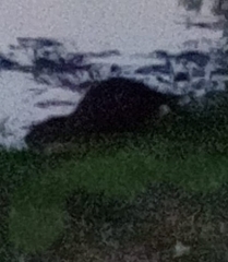 Myocastor coypus