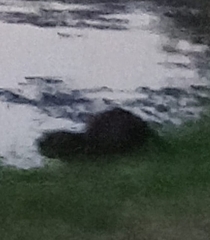 Myocastor coypus