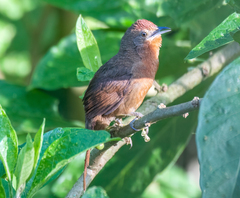 Phacellodomus ferrugineigula