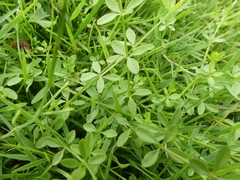 Galium palustre