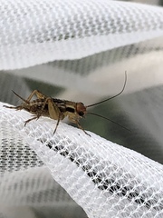 Allonemobius tinnulus