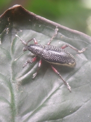 Alocorhinus curtisii