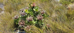Protea speciosa