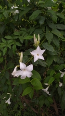 Mandevilla laxa