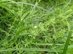 Galium palustre