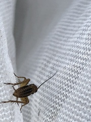 Allonemobius tinnulus