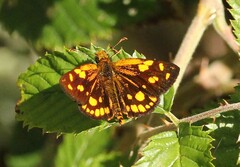 Metisella metis paris
