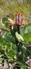 Protea speciosa