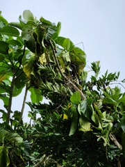 Dendrocnide kotoensis