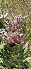 Protea speciosa