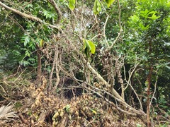 Dendrocnide kotoensis