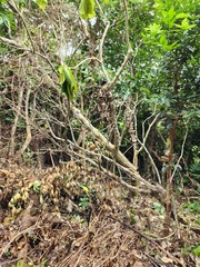 Dendrocnide kotoensis