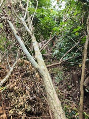 Dendrocnide kotoensis