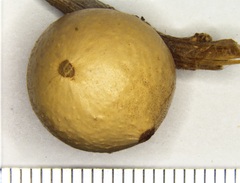 Disholcaspis quercusglobulus