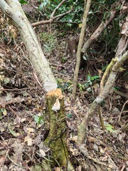 Dendrocnide kotoensis