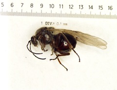 Disholcaspis quercusglobulus