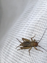 Allonemobius tinnulus