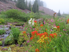 Castilleja suksdorfii