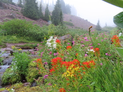 Castilleja suksdorfii