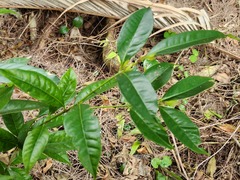 Syzygium tripinnatum