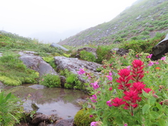 Castilleja parviflora oreopola