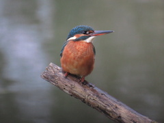 Alcedo atthis