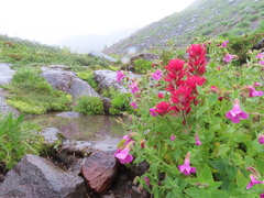 Castilleja parviflora oreopola
