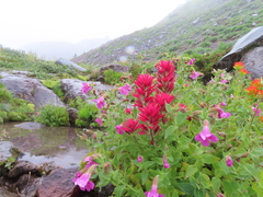 Castilleja parviflora oreopola