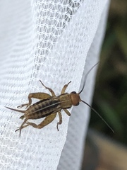 Allonemobius tinnulus