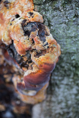 Inonotus hispidus