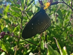 Euploea eyndhovii