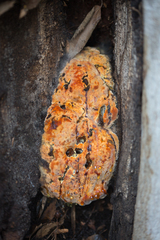 Inonotus hispidus