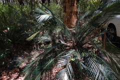 Macrozamia communis