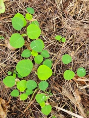 Homalanthus fastuosus