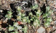 Stylocline gnaphaloides