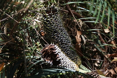 Macrozamia communis