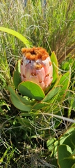Protea speciosa