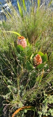 Protea speciosa