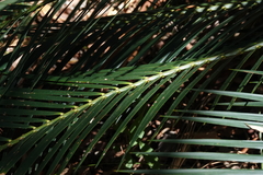 Macrozamia communis