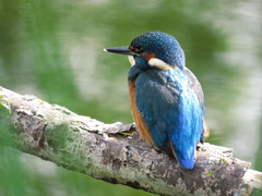Alcedo atthis