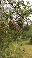 Araujia brachystephana