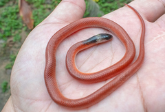 Pseudoboa neuwiedii