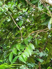 Syzygium taiwanicum