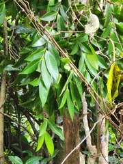Syzygium taiwanicum